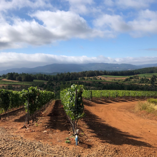 dakel wines